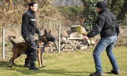 formation maitre chien ascci